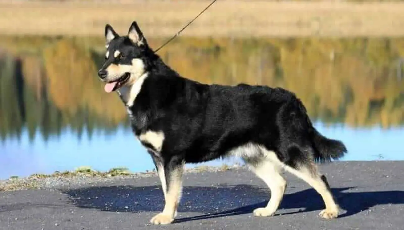 Finnischer Lapplandhirtenhund