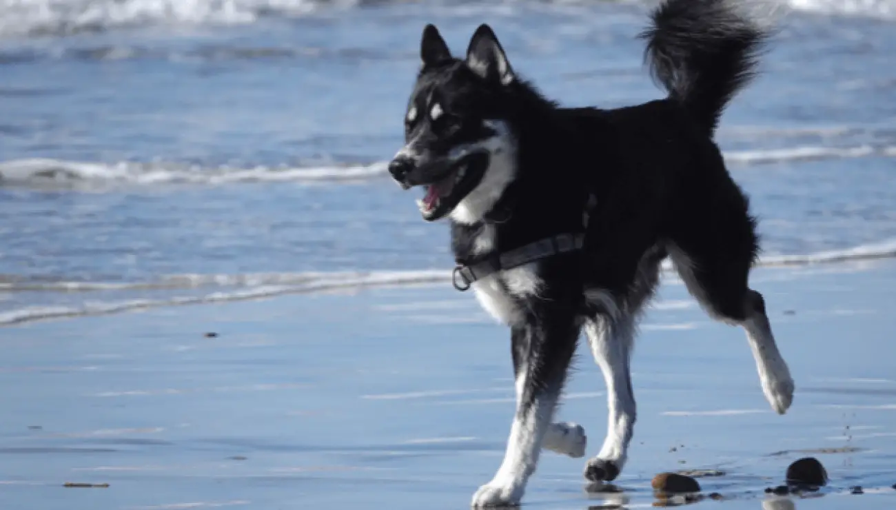 Finnischer Lapplandhirtenhund 0