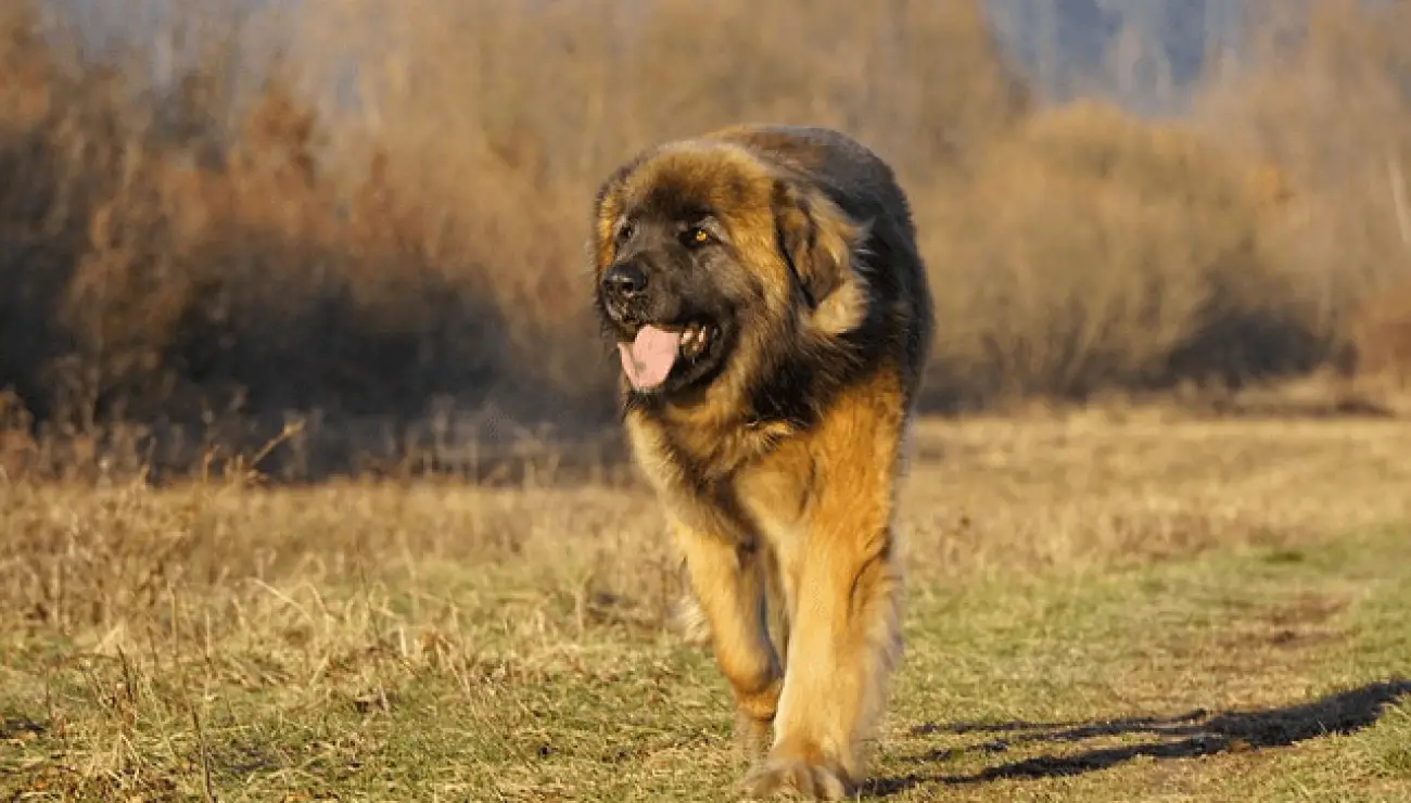 Leonberger 0