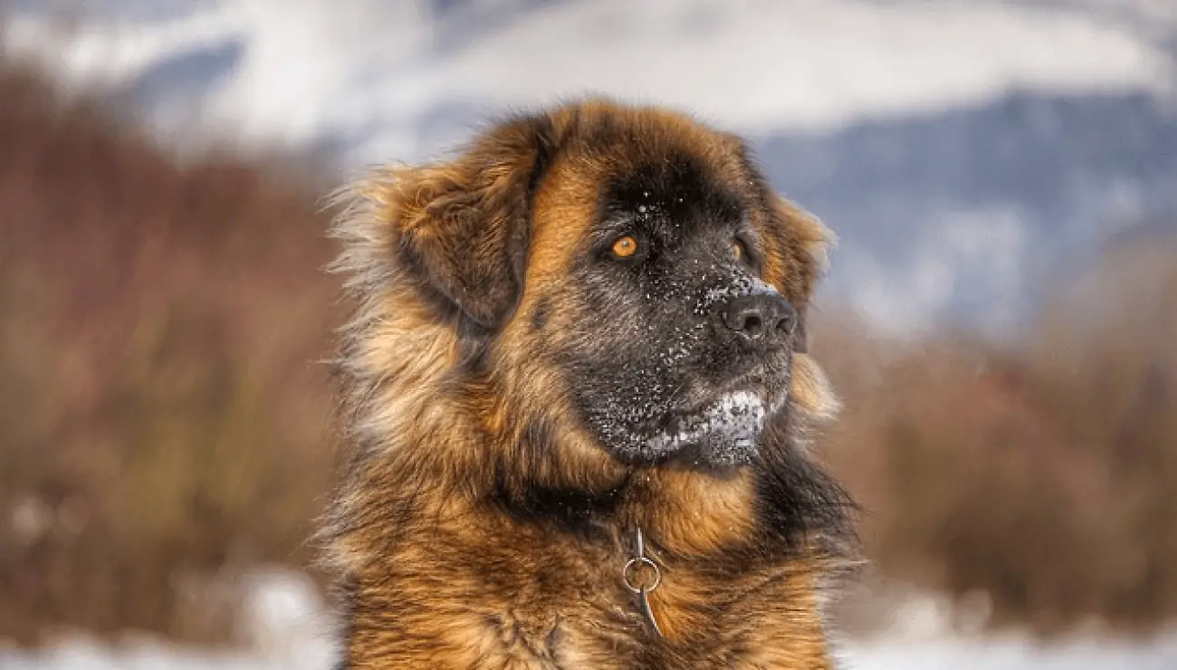 Chien de Leonberg 1