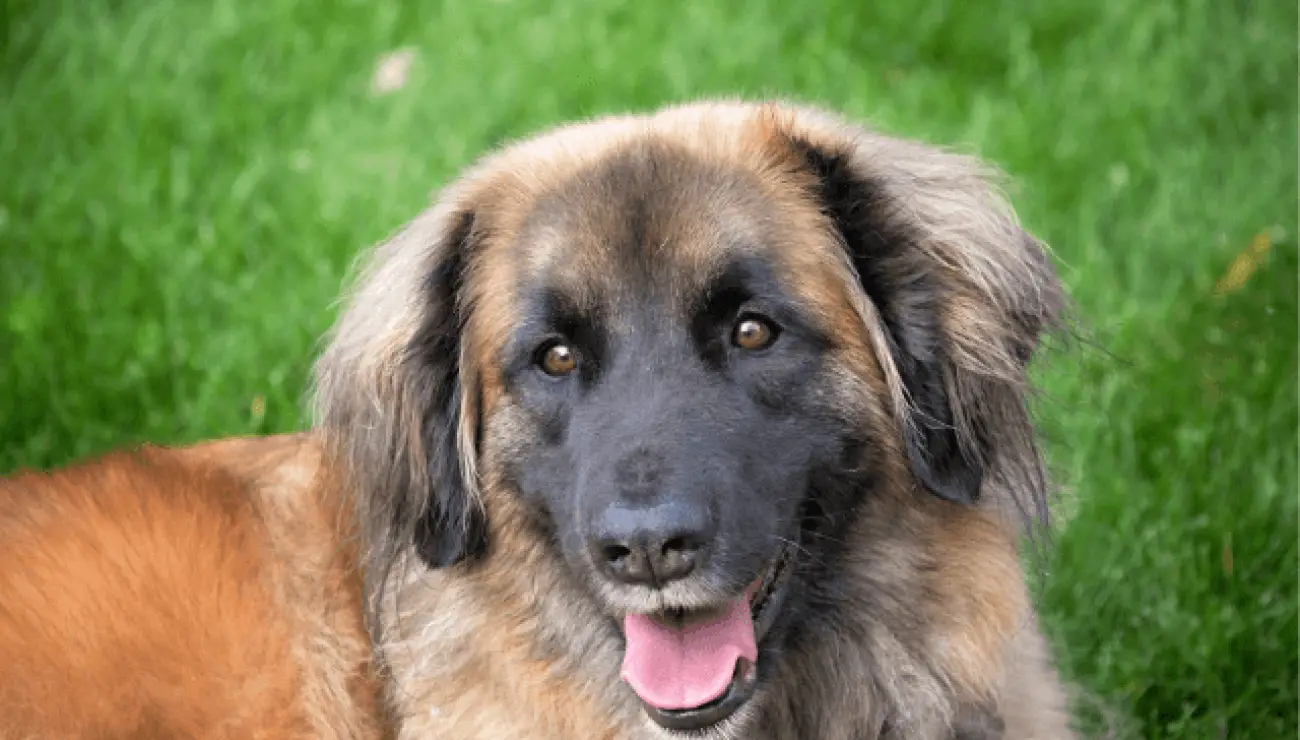 Chien de Leonberg 2