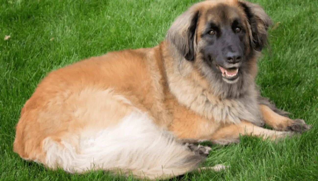 Chien de Leonberg 4