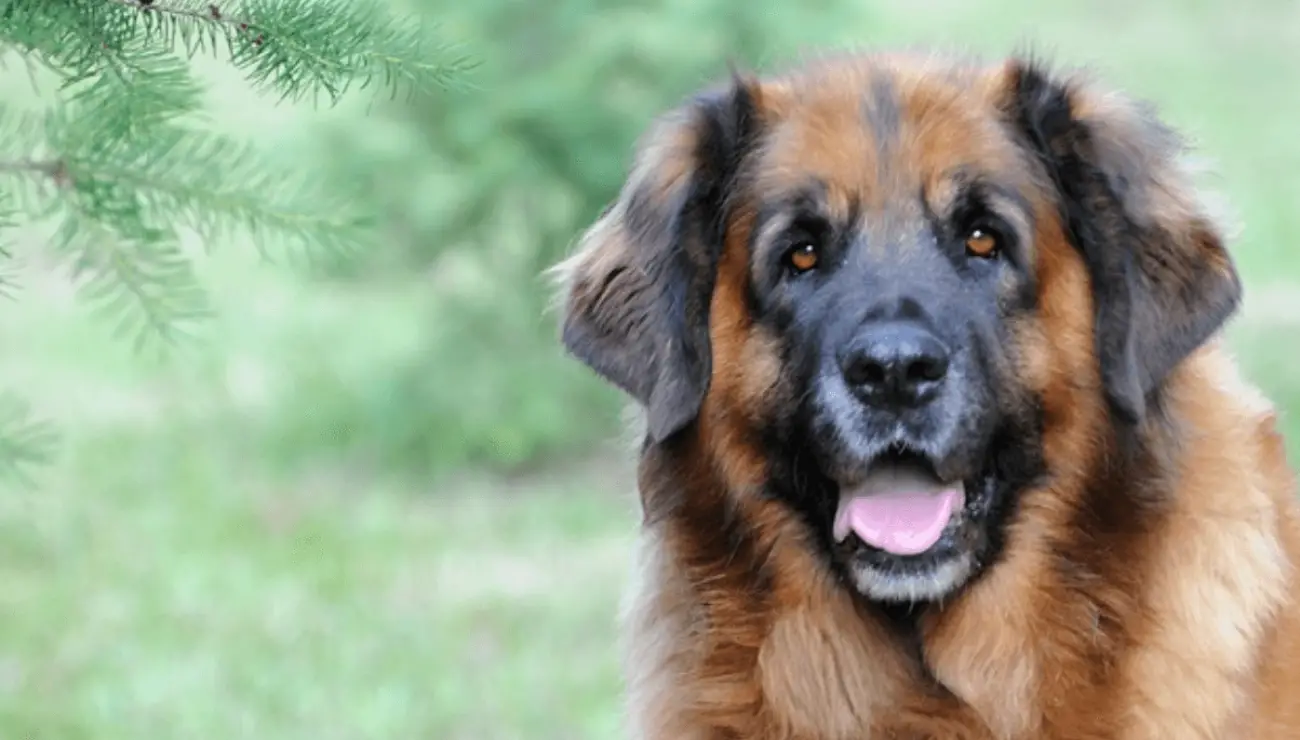 Chien de Leonberg