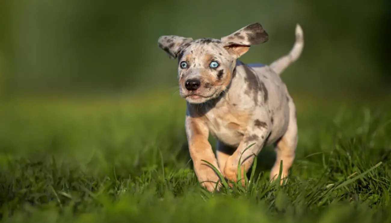 American Leopard Hound