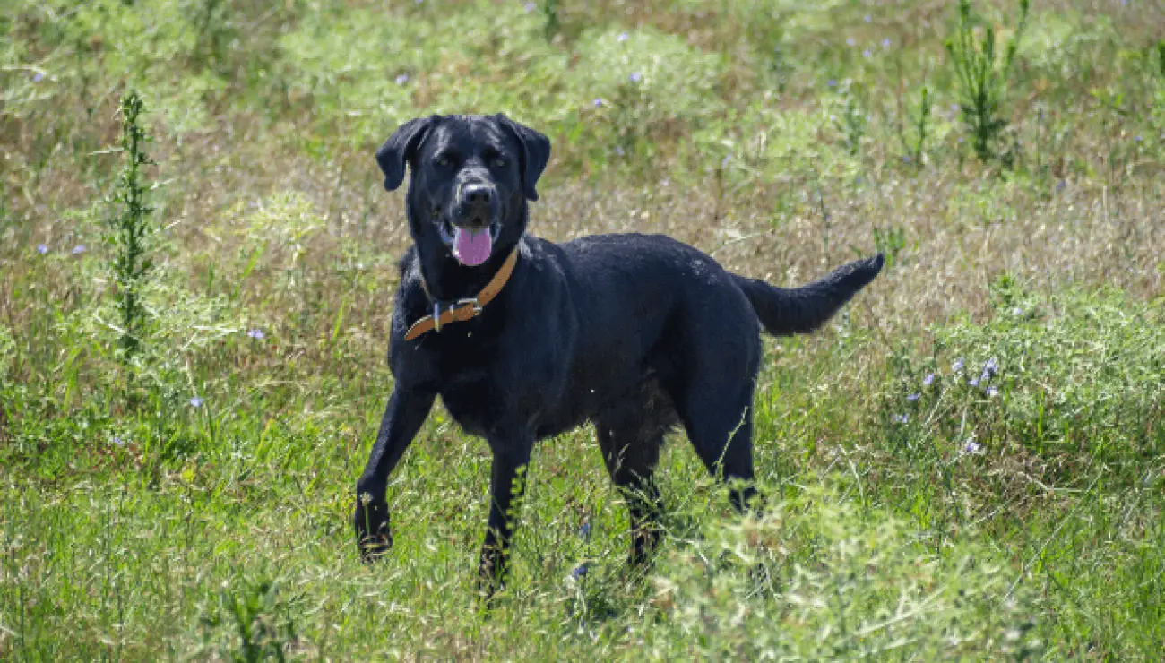 Mallorca Schäferhund 1