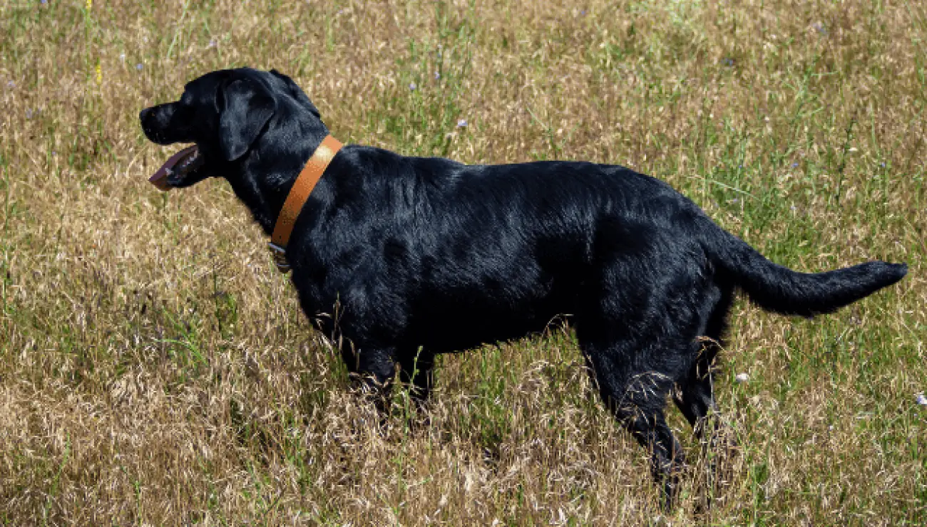 Chien de Berger de Majorque 2