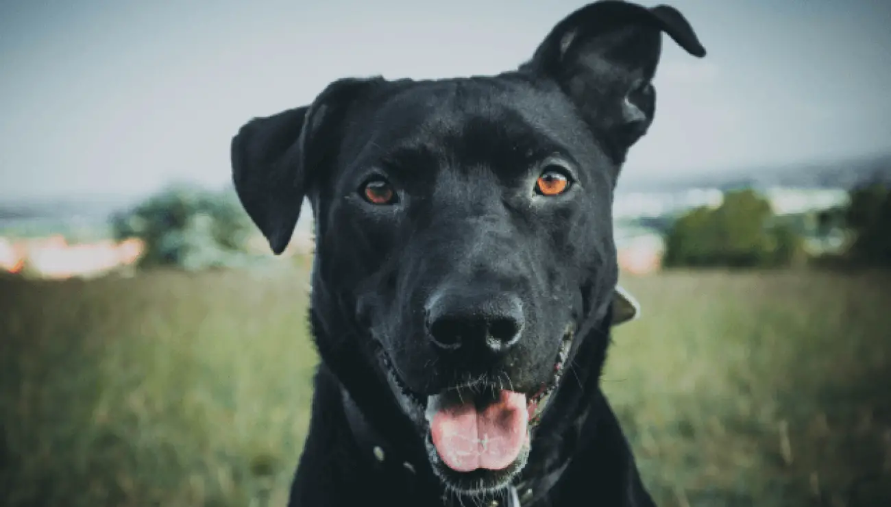 Majorca Shepherd Dog 3