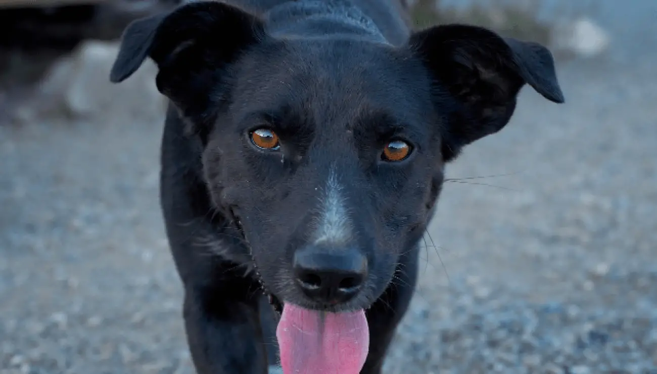 Perro de Pastor Mallorquĺn 4