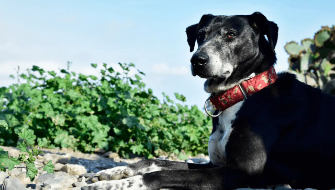 Mallorca Schäferhund 0