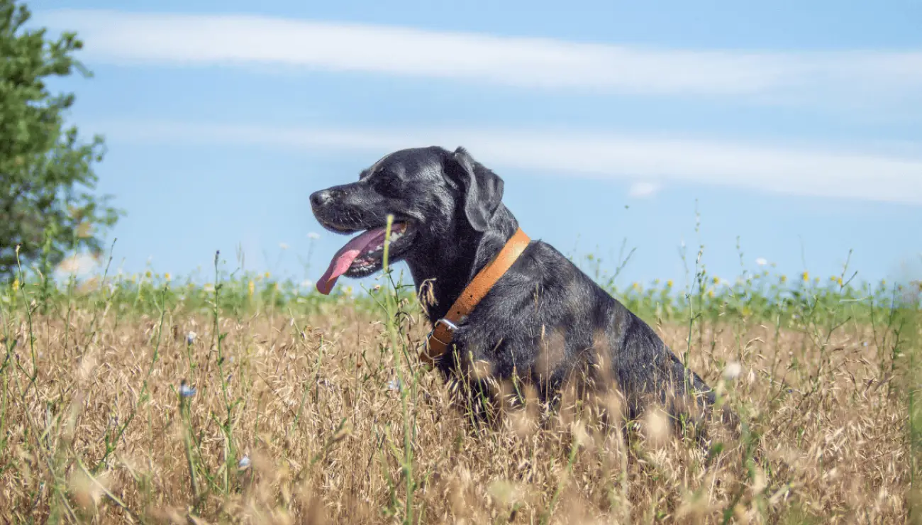 Chien de Berger de Majorque