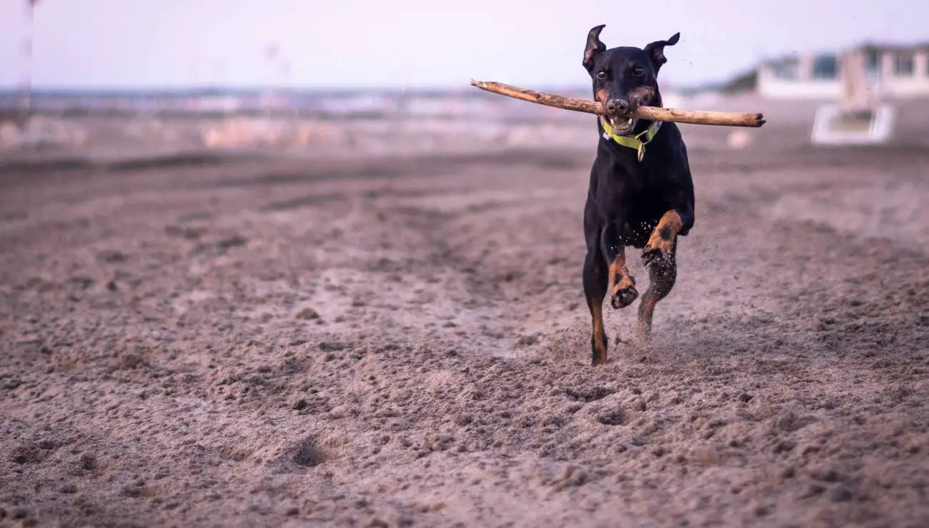 Manchester Terrier