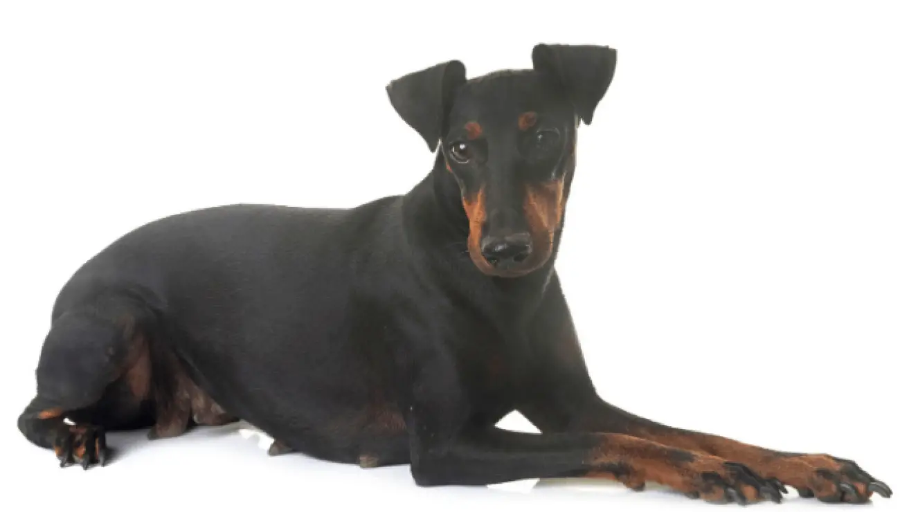 Manchester Terrier 1