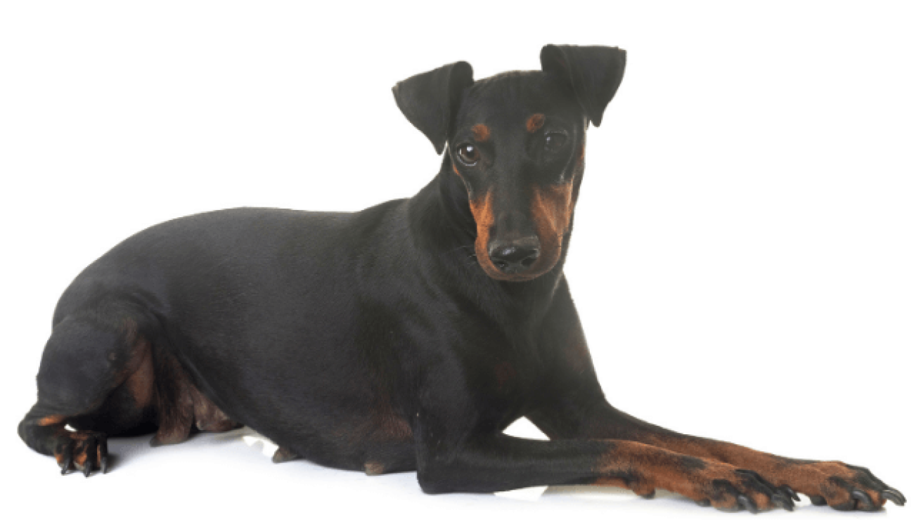 Manchester terrier shops doberman pinscher