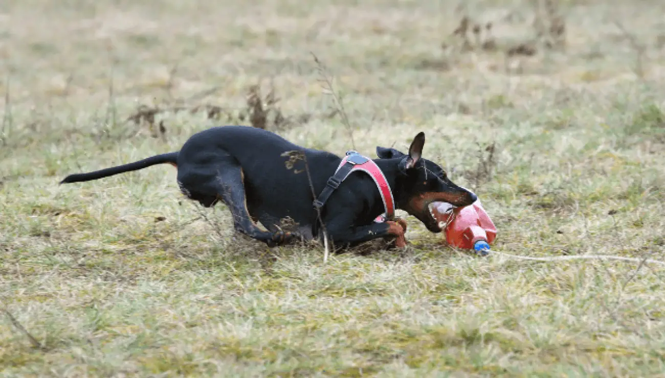 Manchester Terrier 3