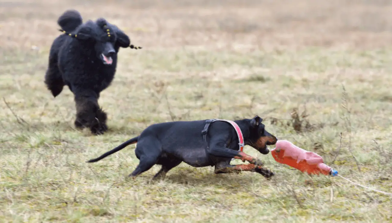 Manchester Terrier 4