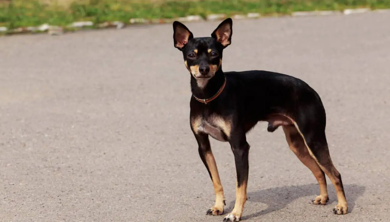 Manchester Toy Terrier