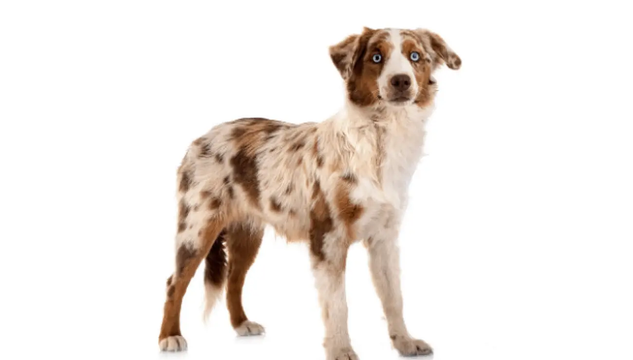 Miniature American Shepherd 2