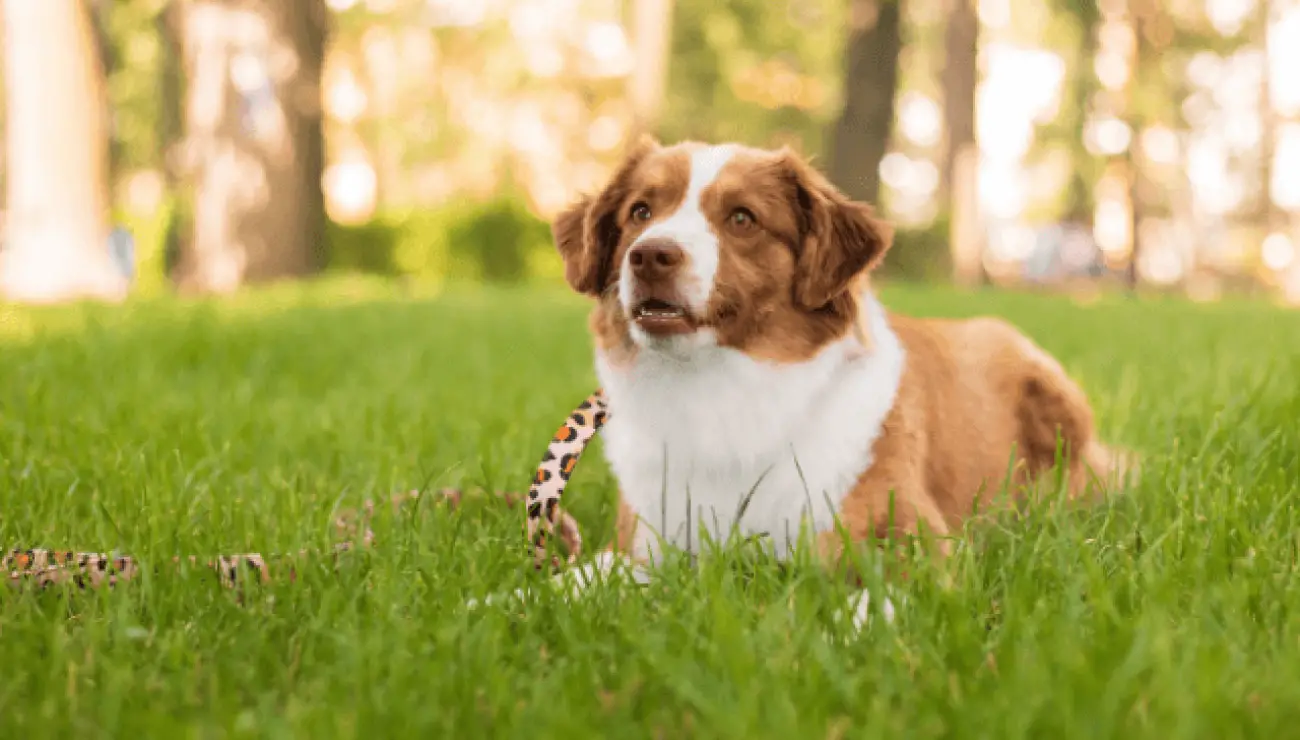 Miniature American Shepherd 0