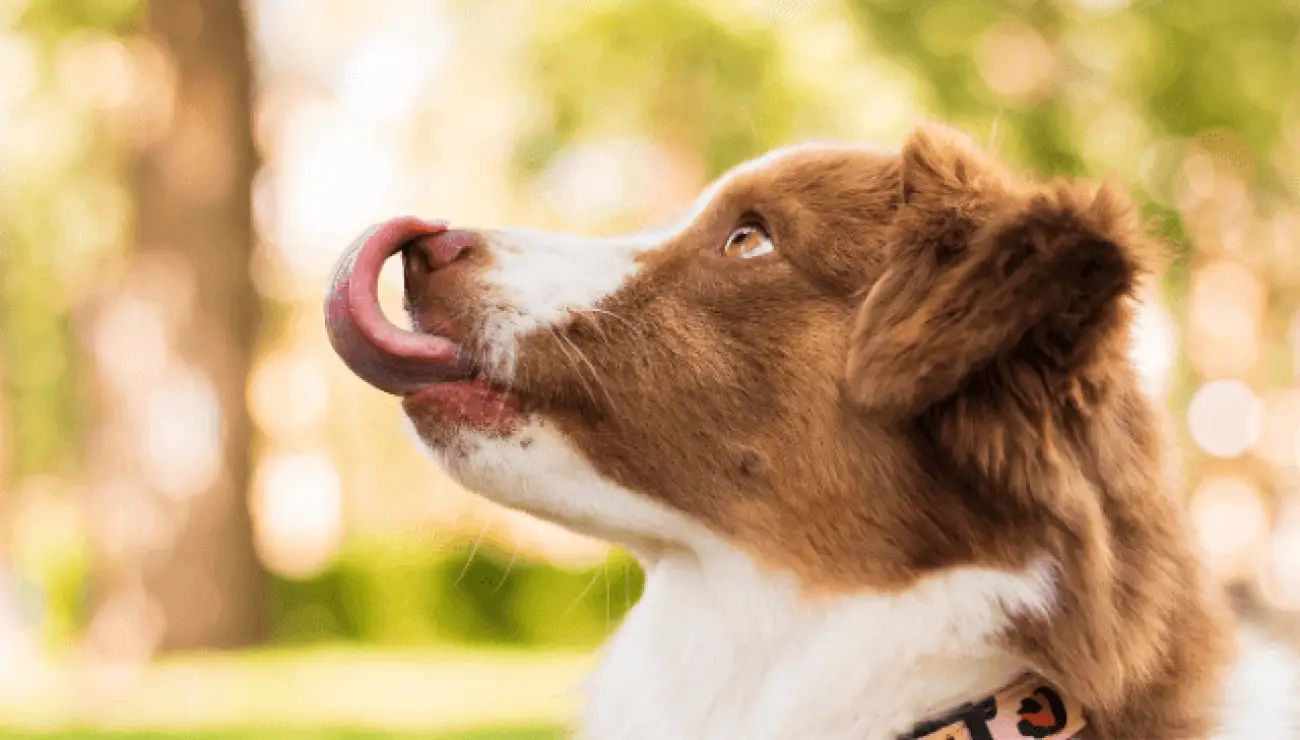 Miniature American Shepherd 1