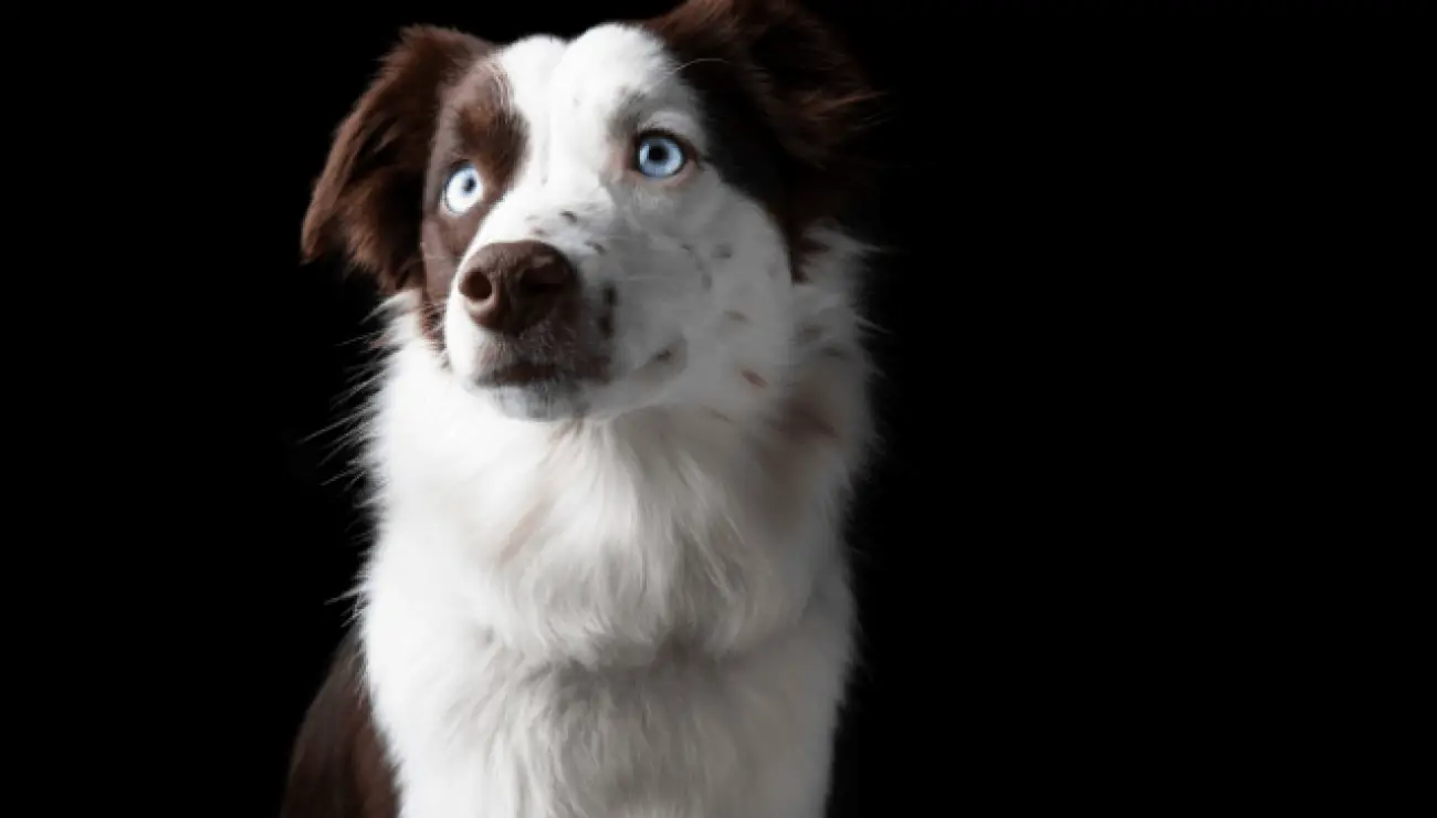 Miniature American Shepherd 3