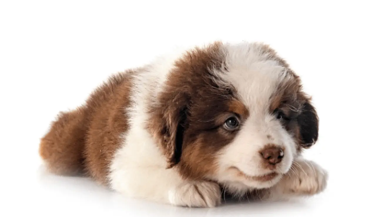 Miniature American Shepherd 4