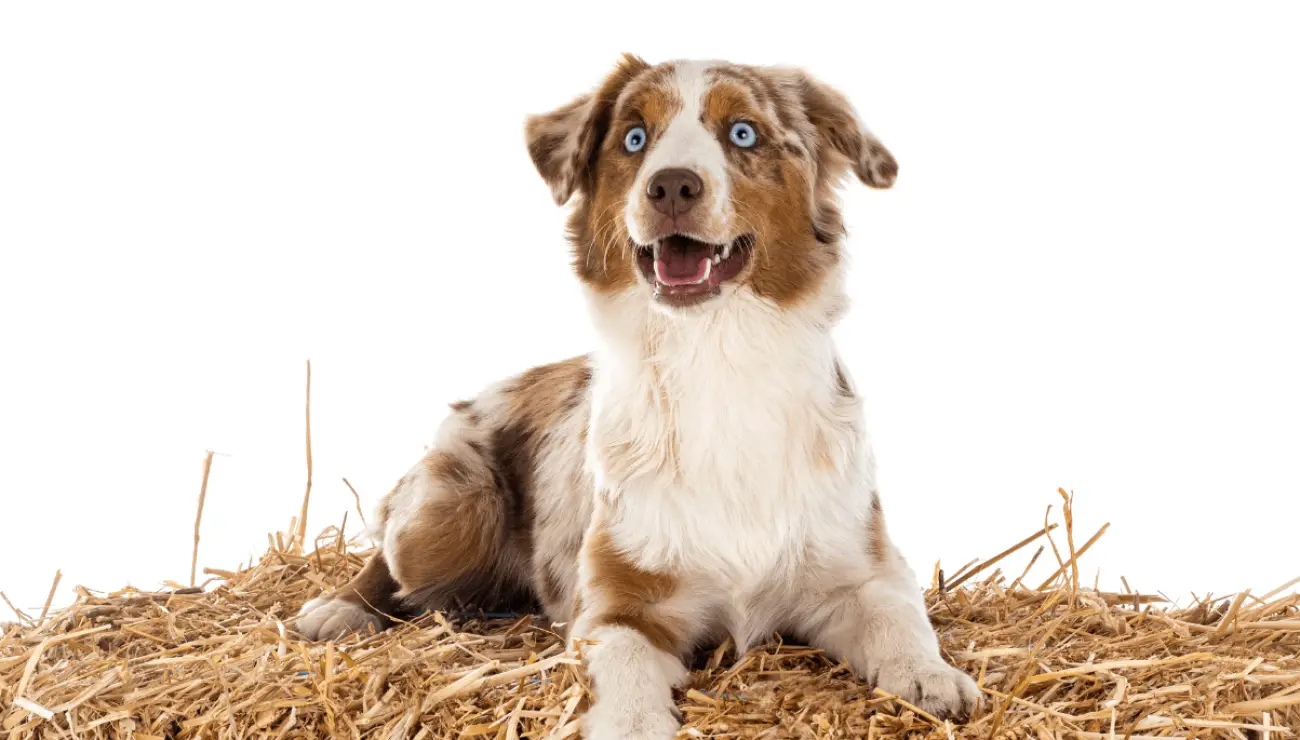 Miniature American Shepherd