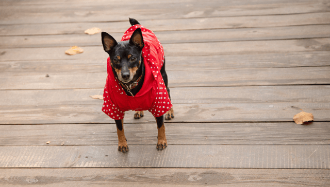 Miniature Pinscher Dog Breed Info Guide Care