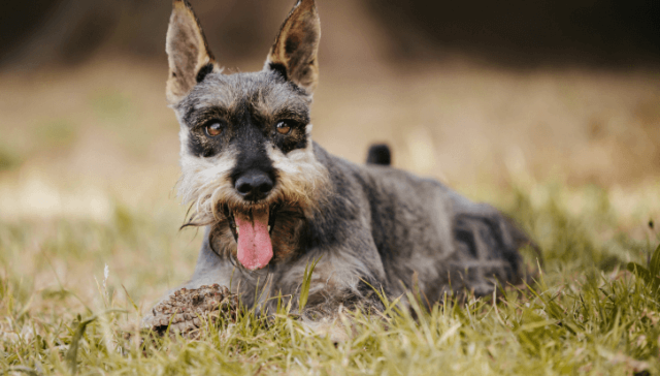 Miniature Schnauzer Guide, Exercise Needs, Stories & Tips