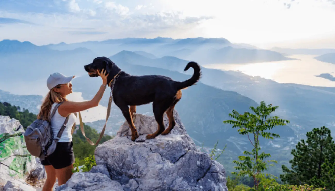 Montenegrinischer Gebirgslaufhund 0