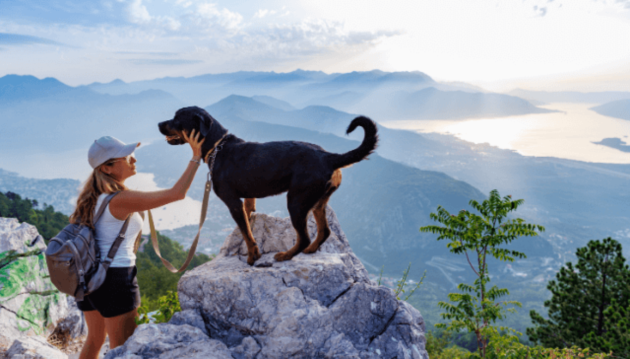 are montenegrin mountain hound hypoallergenic