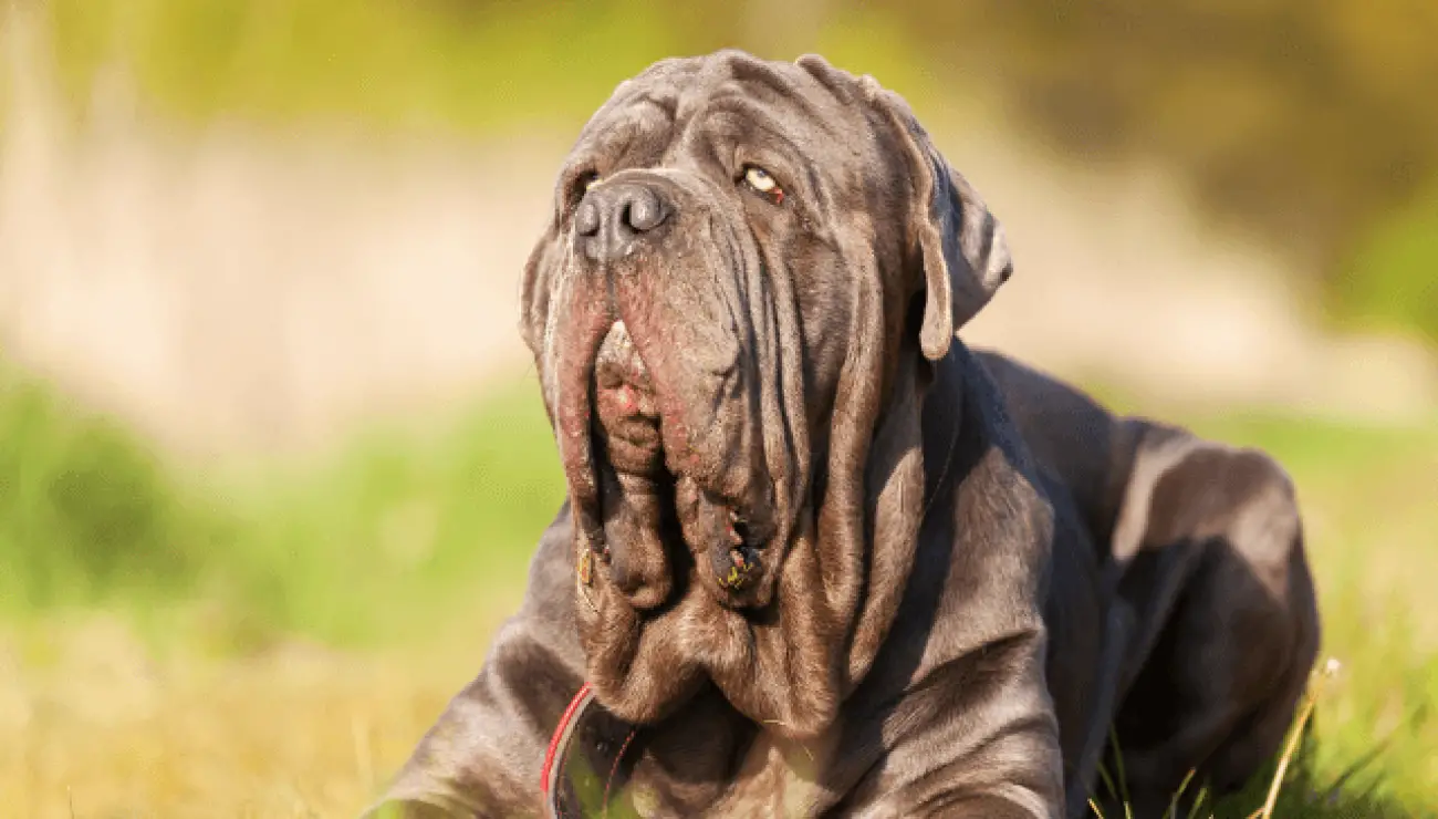 Neapolitan Mastiff 1