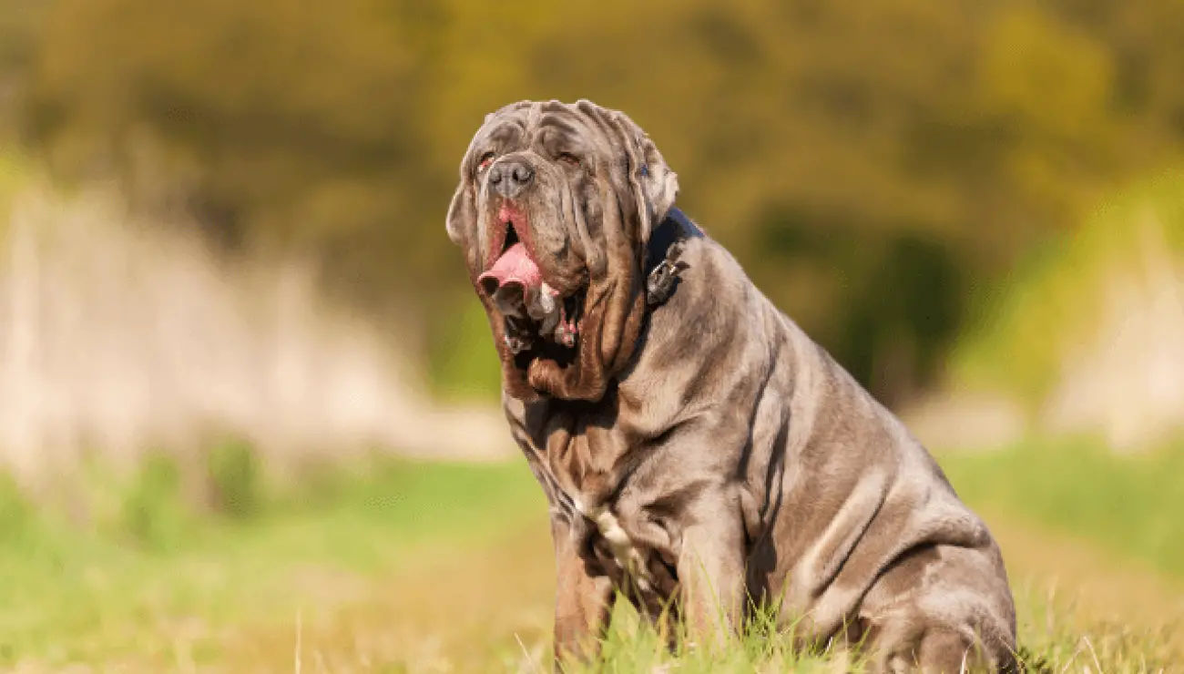 Neapolitan Mastiff 2