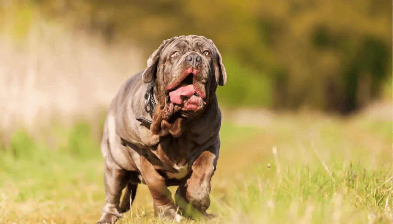 Mastino Napoletano 0