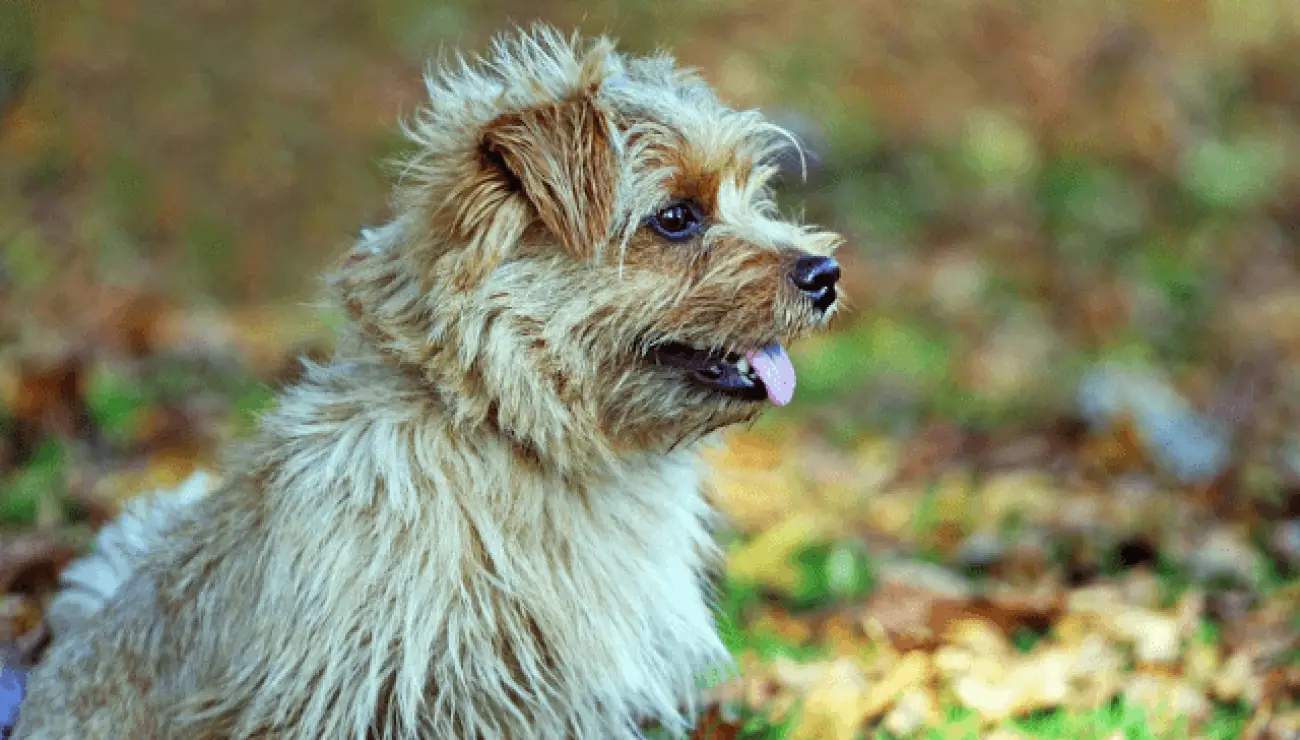 Norfolk Terrier 0