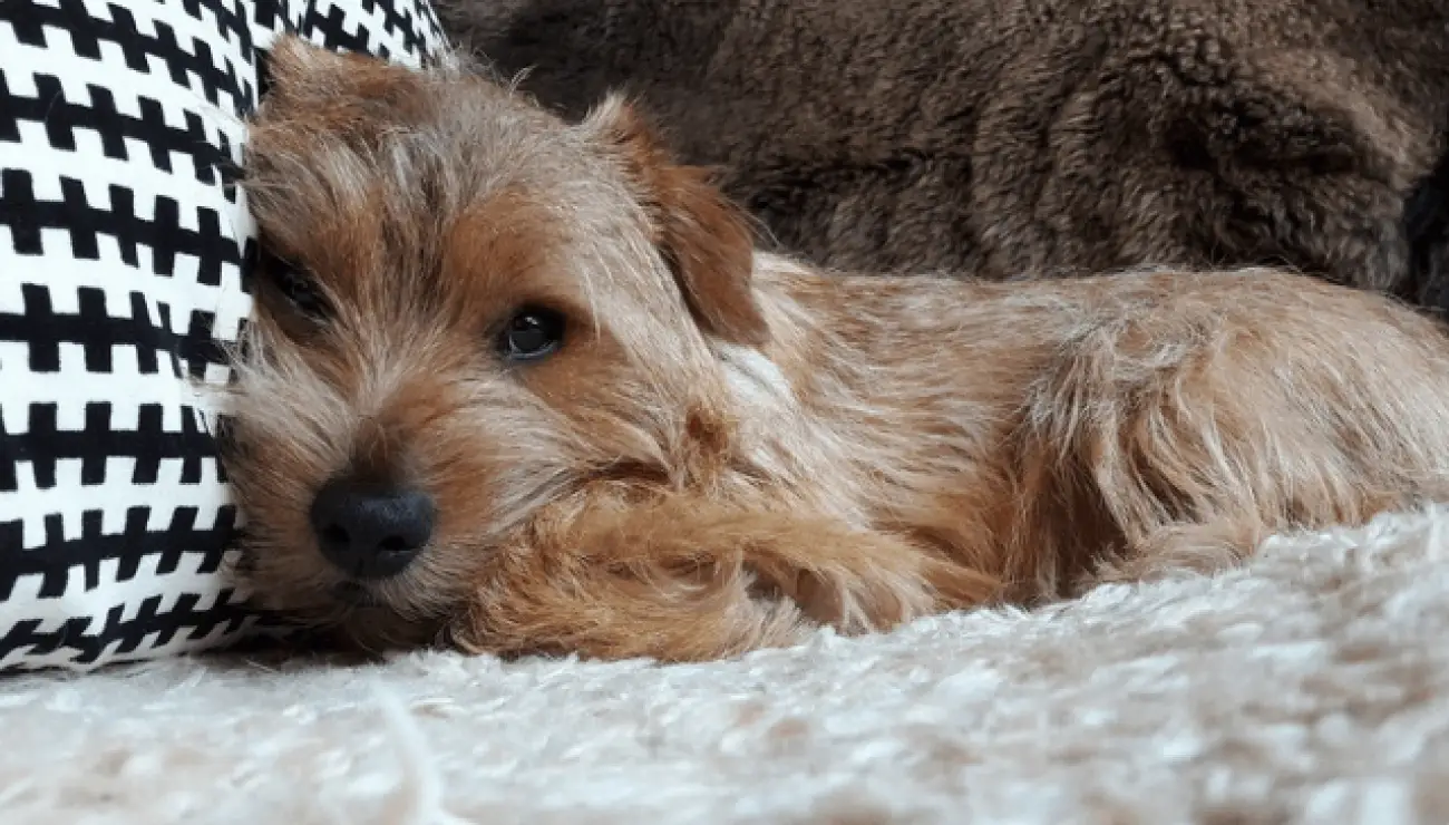 Norfolk Terrier 1