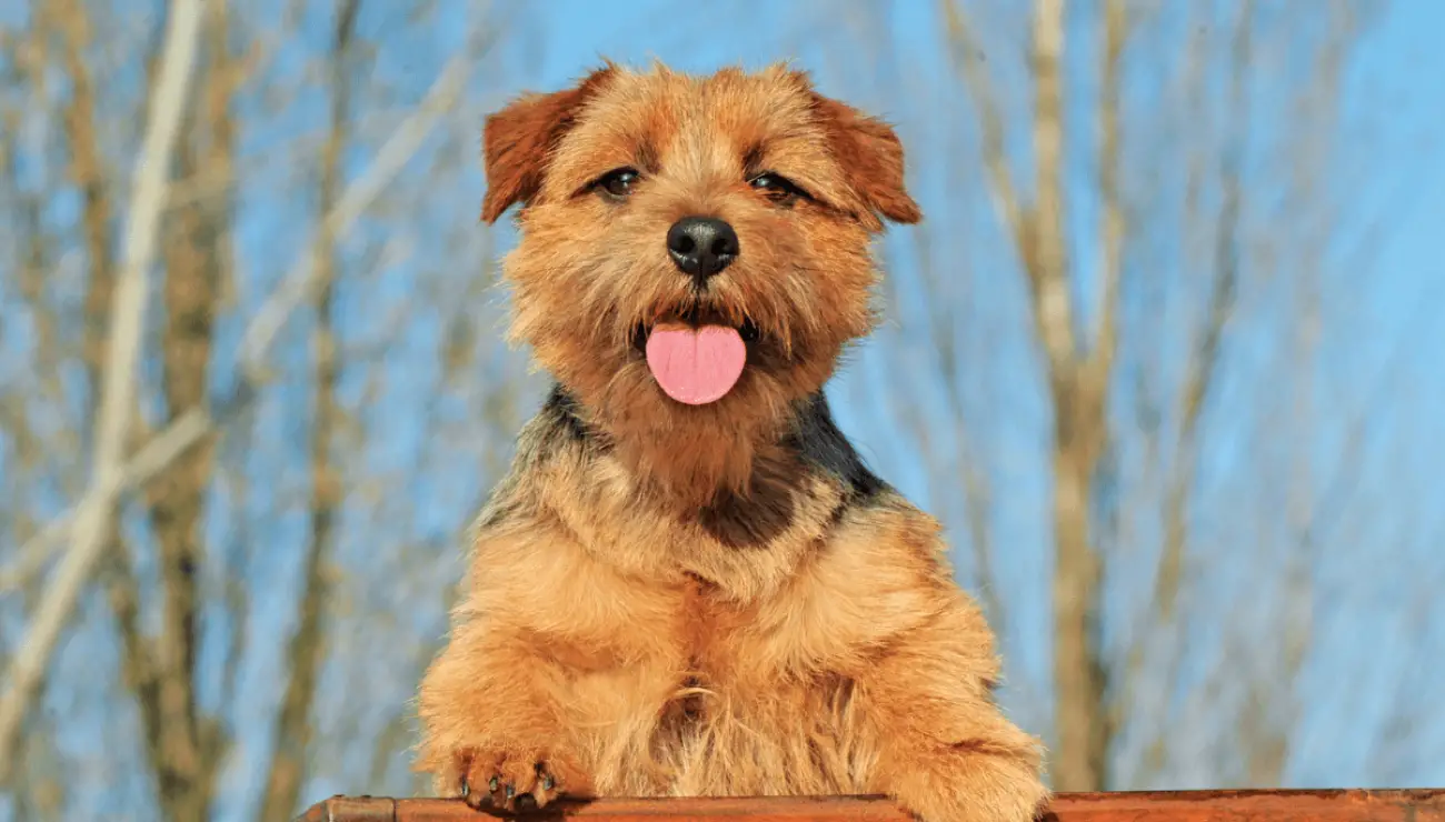 Norfolk Terrier