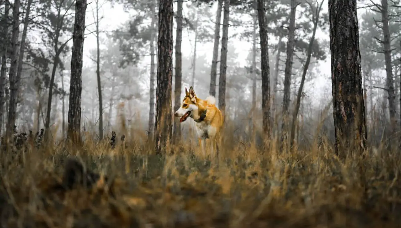 Lundehund Noruego