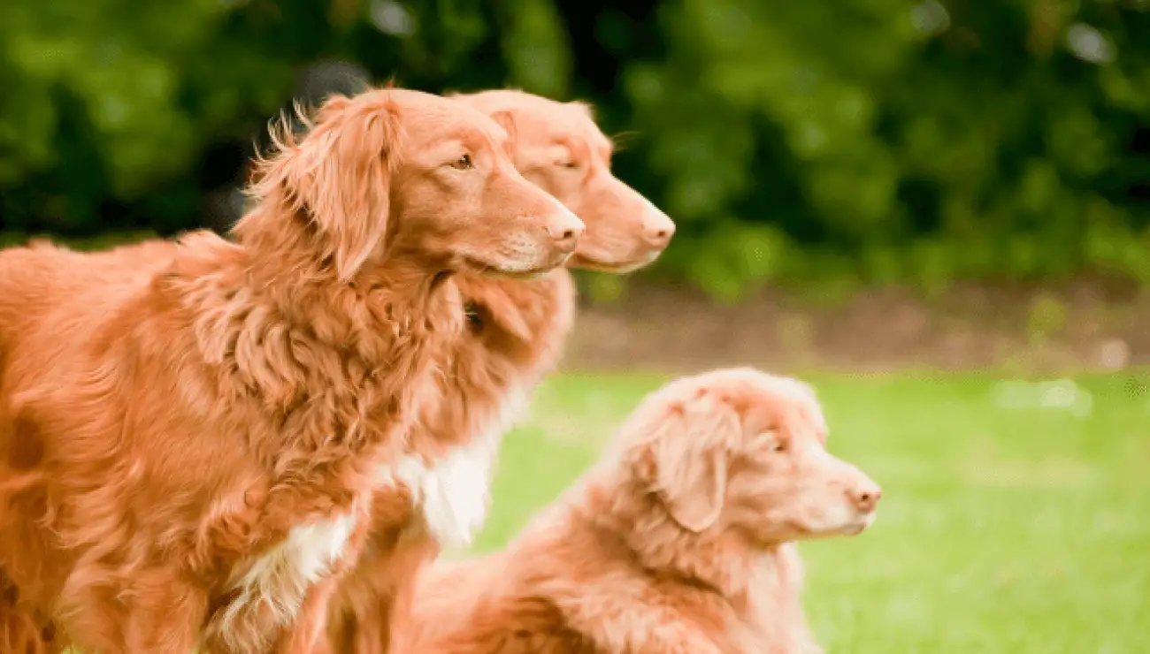 Nova Scotia Duck Tolling Retriever 1