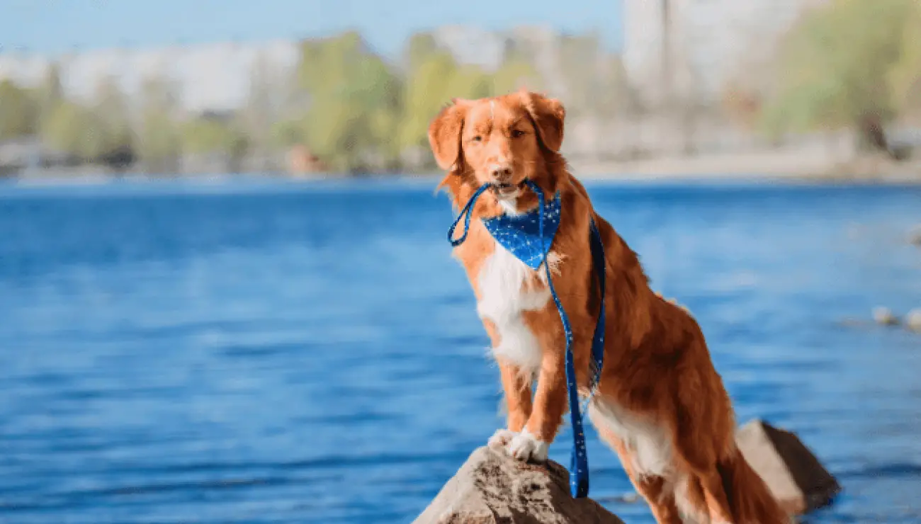 Nova Scotia Duck Tolling Retriever 2