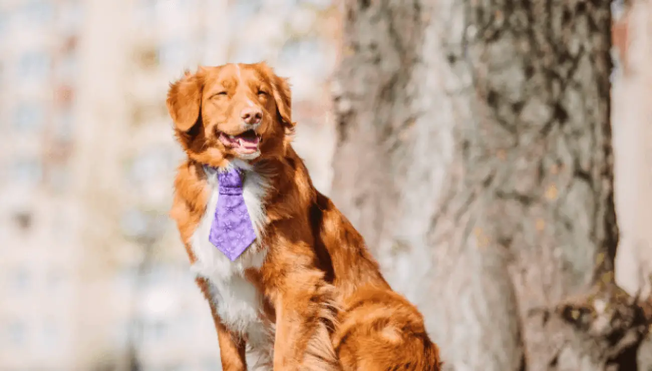 Nova Scotia Duck Tolling Retriever 3