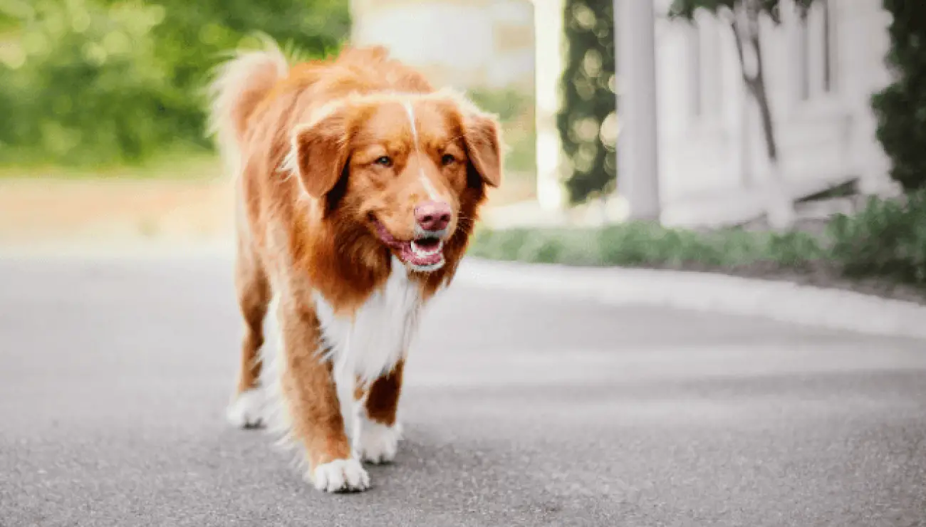 Retriever de la Nouvelle Ecosse 4