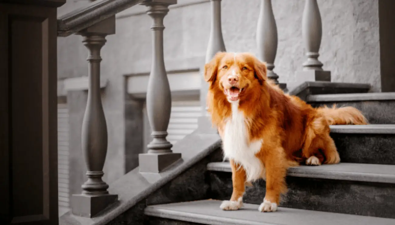 Nova Scotia Duck Tolling Retriever 5