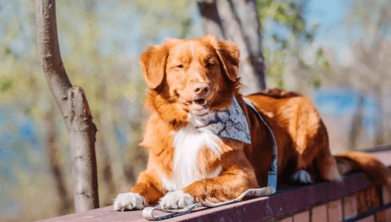 Retriever de la Nouvelle Ecosse 6