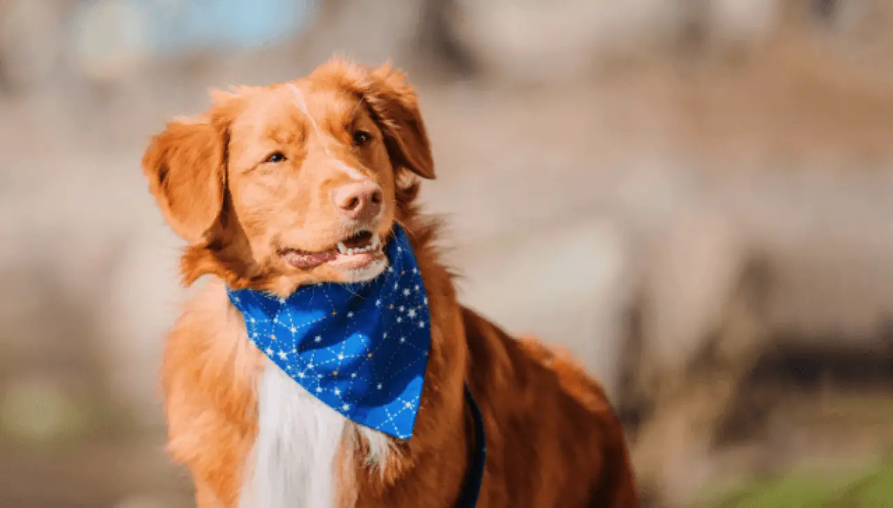 Nova Scotia Retriever 0