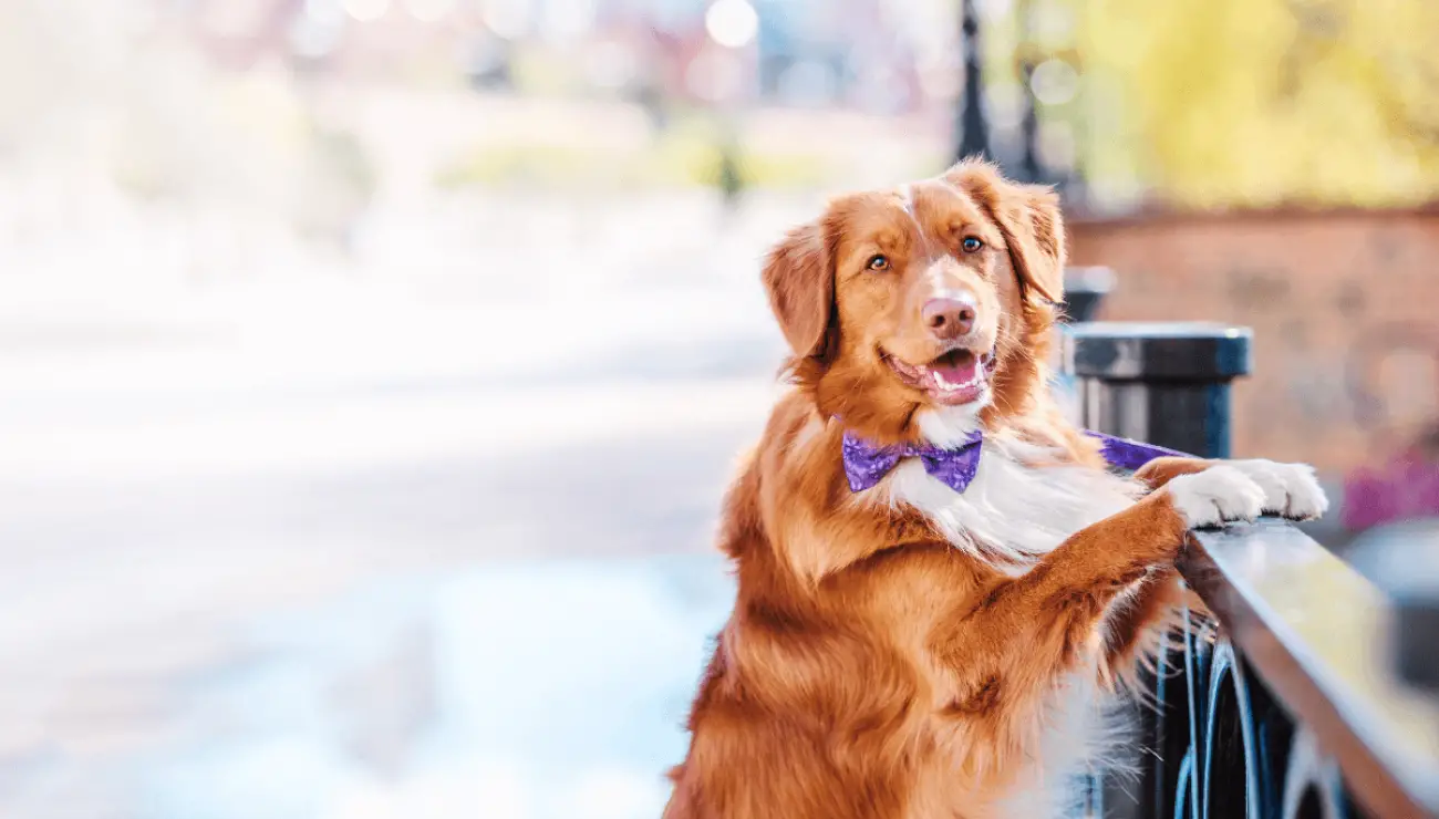 Nova Scotia Retriever