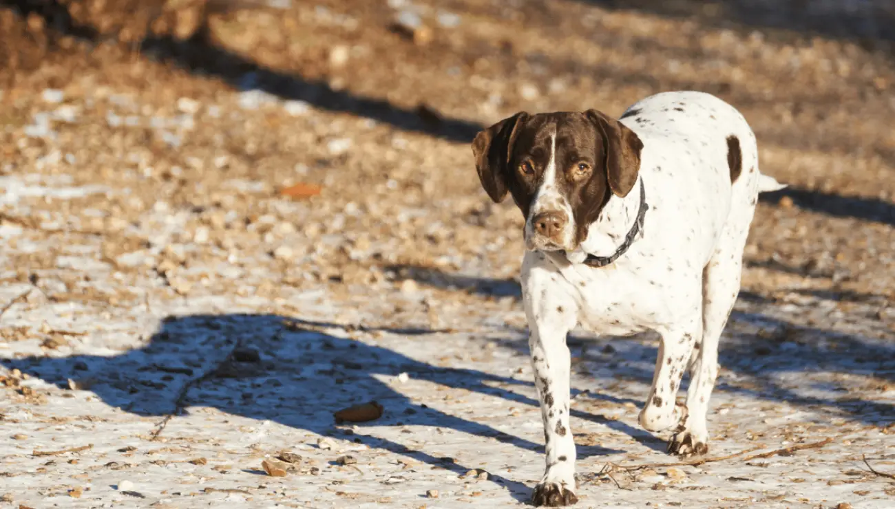 Chien d'arret Danois Ancestral