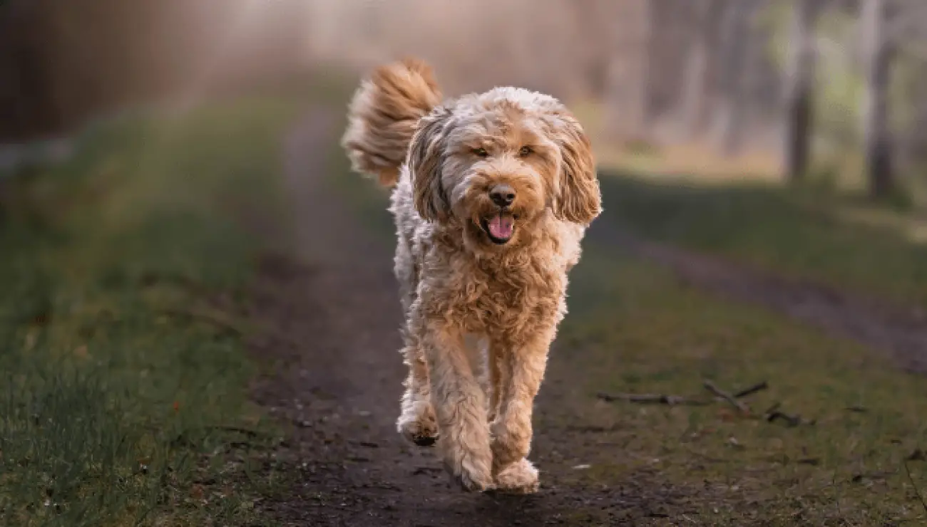 Chien a Loutre 1