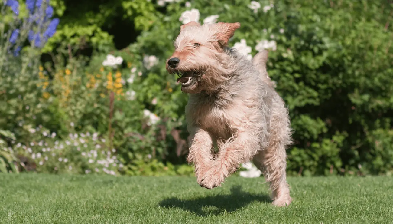 Chien a Loutre