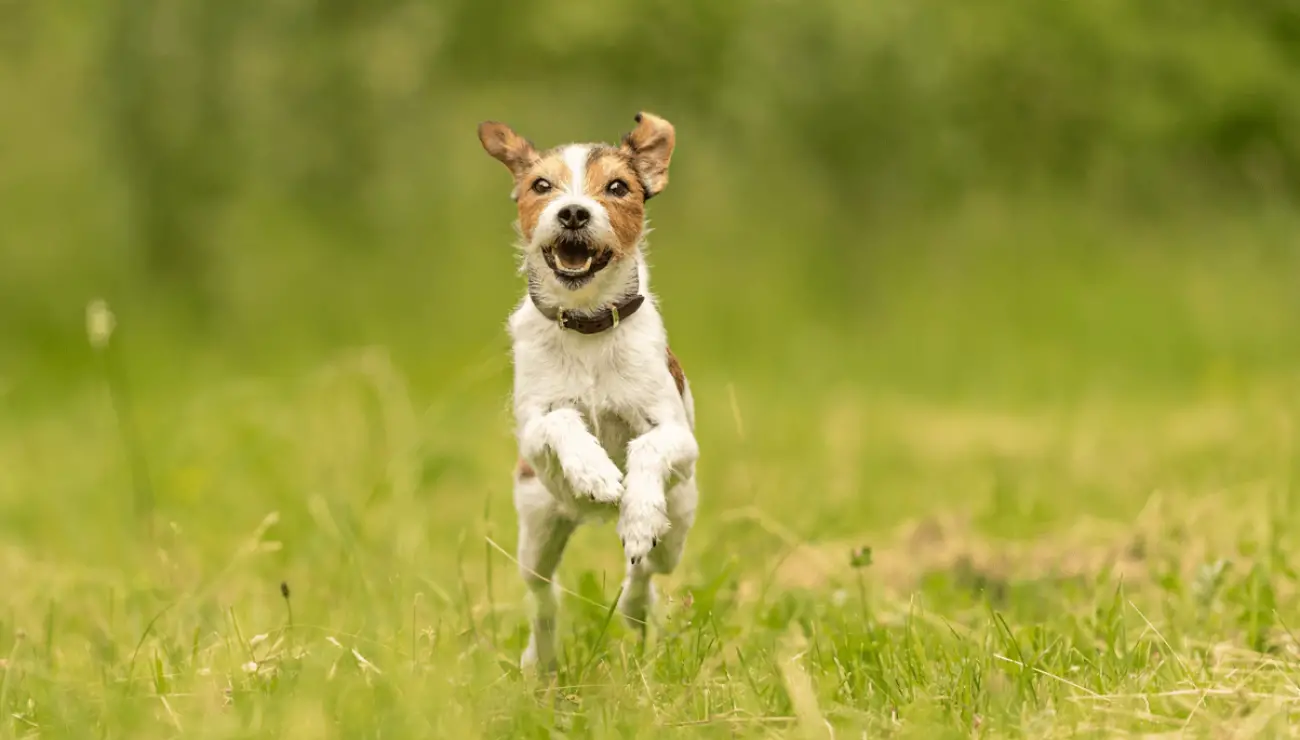 Parson Russell Terrier