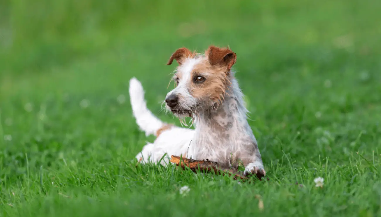 Parson Russell Terrier 2